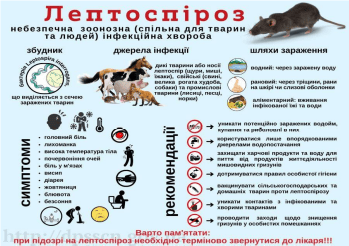 Симптоми лептоспірозу у хворої людини, діагностика та профілактика